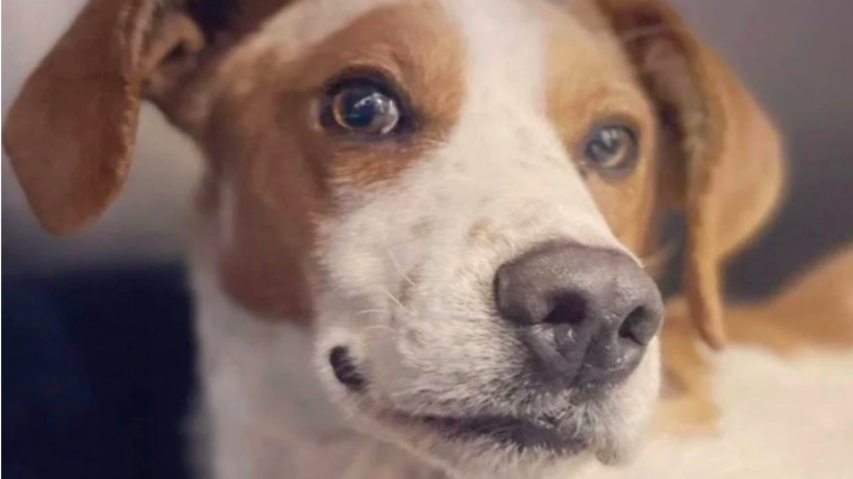 Evoluciona favorablemente: Muestran avances en perrito que fue acuchillado en Puente Alto