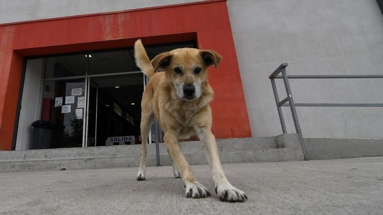 $23 millones de indemnización: La Municipalidad de Villarrica y el Fisco deberá pagar a familia de niña que fue mordida por un perro