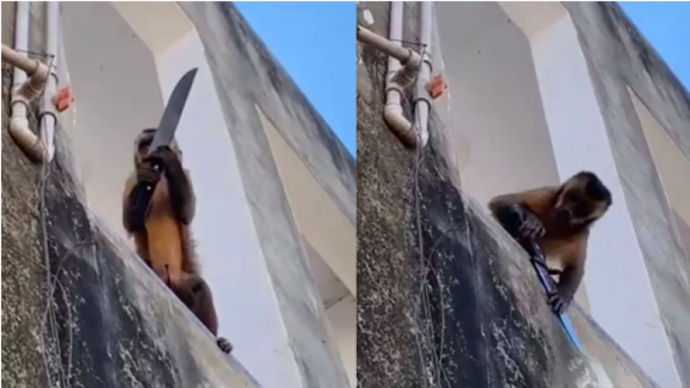 Causó terror en Brasil: Mono armado robó comida y amenazó a locatarios