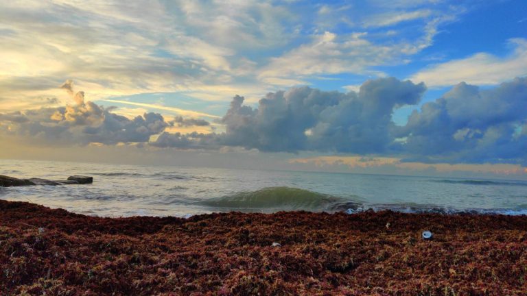 Algas rojas son la clave: Investigadores identifican posible antídoto contra la ameba comecerebros