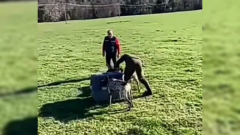 Denuncian maltrato y caza de especies: Funcionario del SAG entrega zorro a perros para que lo devoren