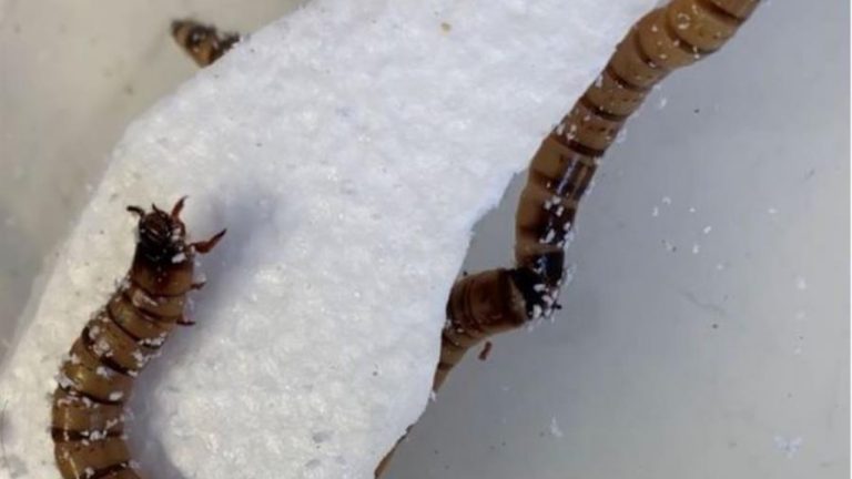 Descubren un gusano que puede alimentarse con poliestireno: Podría ser clave para el reciclaje