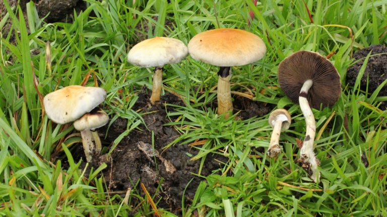 ¡Se encontraba bajo los efectos de hongos alucinógenos! Mujer corrió sin ropa y se lanzó a un río