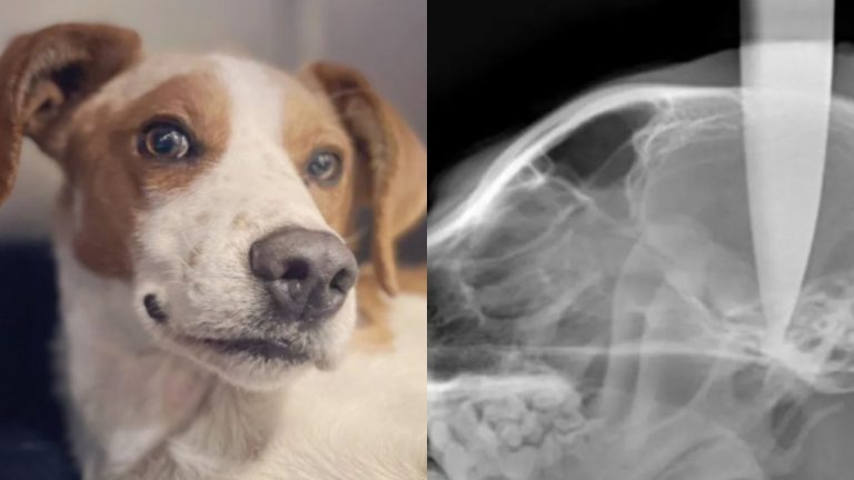 Perrito apuñalado con cuchillo en su cabeza sorprende con rápida recuperación: 