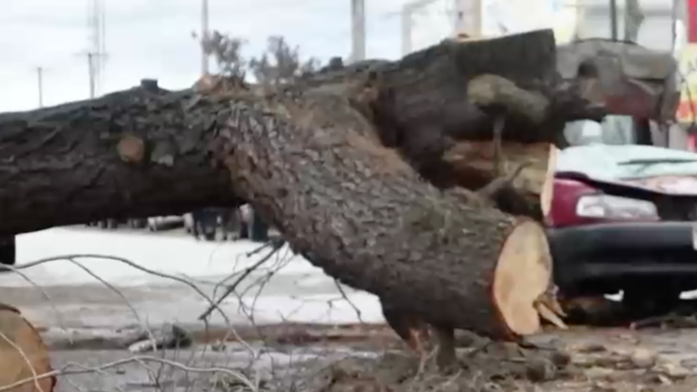 Mujer falleció por árbol caído sobre su auto durante sistema frontal: Conductor quedó en riesgo vital