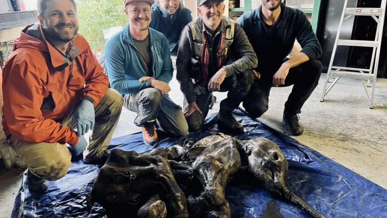 Tiene más de 30 mil años: Mineros encontraron a un bebé mamut congelado en Canadá