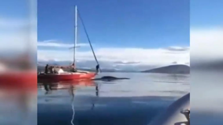 Indignación por choque de velero a ballena en el Canal Beagle: Dictaron sumario en contra de la tripulación