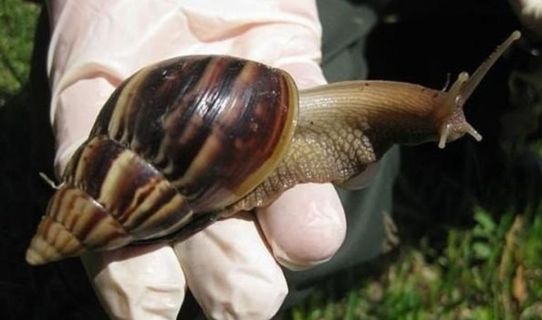Declaran cuarentena en condado de Florida tras una plaga de caracoles africanos gigantes