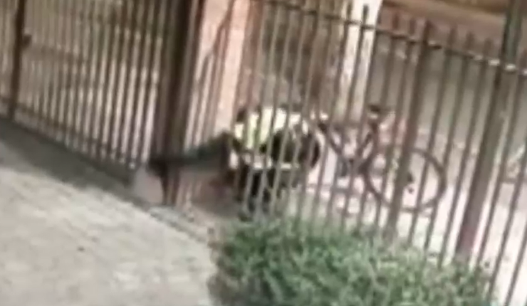 Andaba en bicicleta: Los nuevos videos previos a la detonación de artefacto explosivo en Las Condes