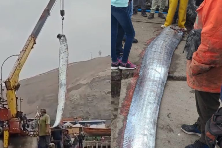 Pescadores de Arica capturan a un pez remo, conocido por el presagio de supuestos de terremotos y tsunamis