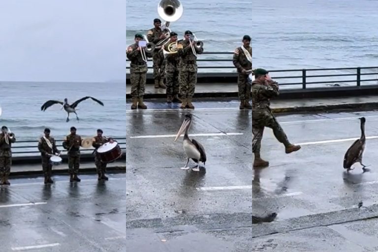 Llegó desde los aires y se unió a desfile militar: Pelícano protagonizó tierno momento en Puerto Varas