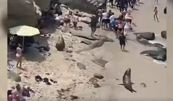 Los corretearon por varios metros: Lobos marinos ahuyentan a decenas de turistas en playa de San Diego