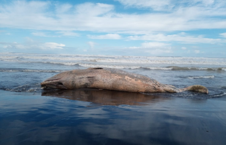 Se encuentran dos ballenas fallecidas en menos de una semana: ¿Acción humana o razones biológicas?