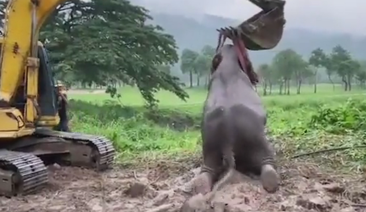 Con retroexcavadora incluida: El dramático rescate de dos elefantes que cayeron a una zanja en Tailandia