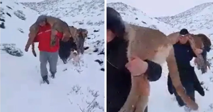 Denuncian a grupo de hombres por caza ilegal de pumas en Argentina tras viralización de videos