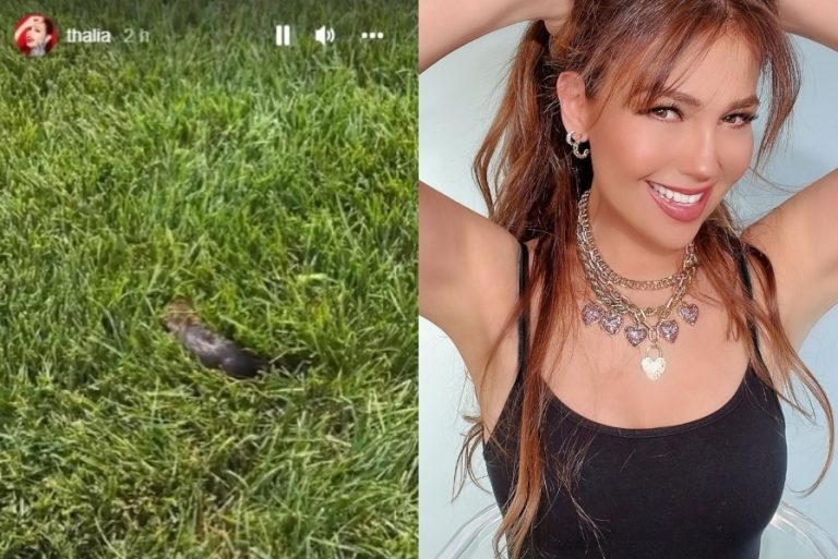 “¡Pobrecito ser!”: Thalía se convierte en heroína tras compartir rescate de ratoncito en su piscina