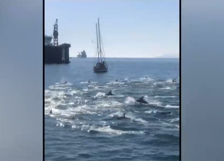 Avistamiento de delfines sorprendió a turistas en bahía de Valparaíso