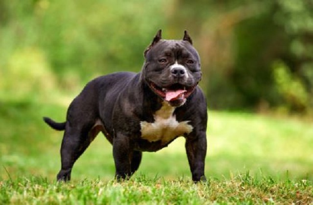 Mujer murió tras ser atacada brutalmente por su perro: Familiares afirman que “se volvió loco con el calor”