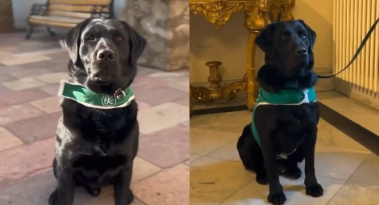 Evil y Elek, los perros hermanos detectores de explosivos de La Moneda