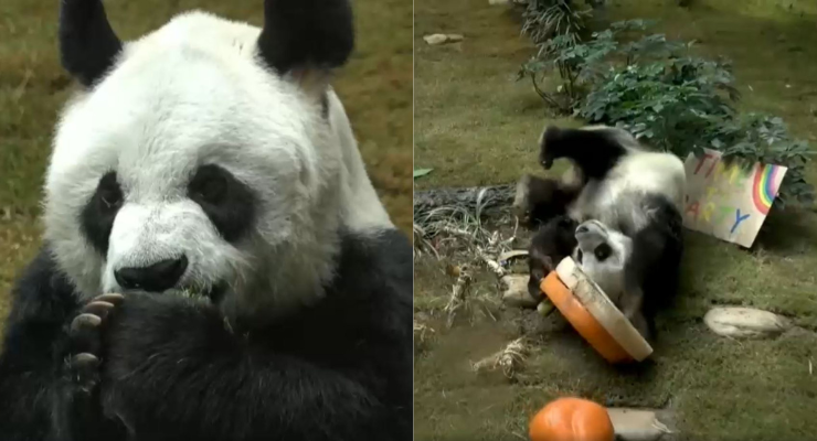 Sacrificaron a An An, el panda más viejo del que se tiene registro: Dejó de comer y le costaba moverse