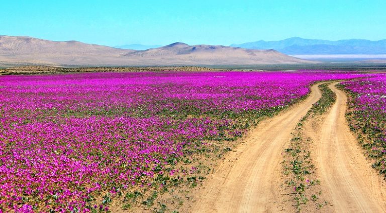 Inminente regreso del Desierto Florido en la región de Atacama tras las abundantes lluvias