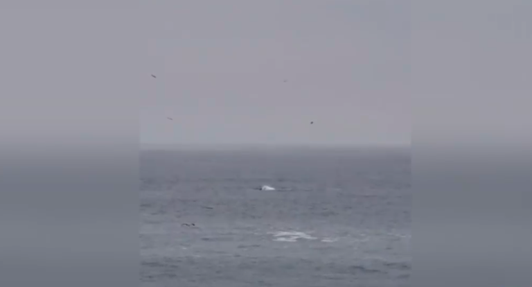 Registran inesperado avistamiento de orcas en Reñaca: 