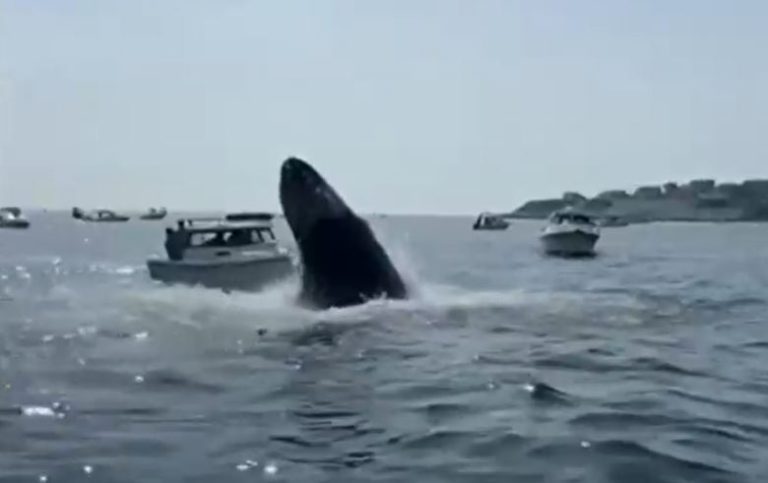 El susto de sus vidas: El impresionante registro de ballena que saltó sobre yate en EE.UU.