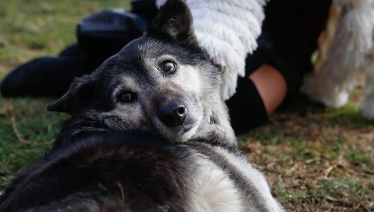 4 consejos prácticos para cuidar a los perros callejeros en su día (y todo el año)