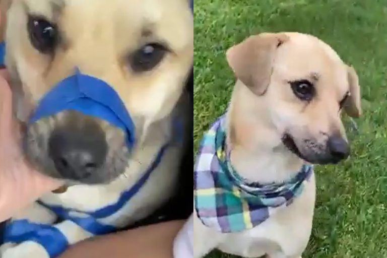 Cruel caso de maltrato animal: Encuentran a perrito amarrado dentro de una bolsa de basura en Temuco