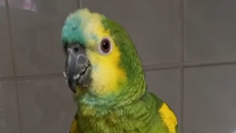 ¡Video insólito! Este es el impactante talento del Loro de Yuri que causó una ola de comentarios