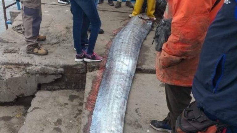 ¿Presagio de terremoto? Las teorías que surgen tras la particular captura de un pez remo en Arica