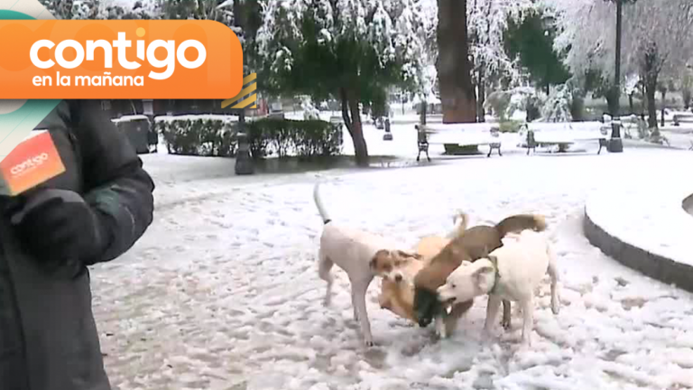 “Se están sacando la cresta”: Otra vez los perritos se tomaron Contigo en la Mañana, aunque ahora con una batalla campal en la nieve