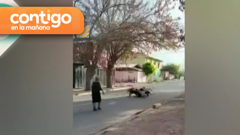 Pesadilla en Buin: Vecina mantiene casi 20 perros salvajes en su casa, los cuales han mordido decenas de veces a los habitantes del sector