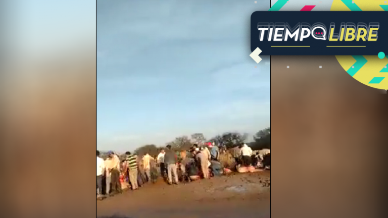 Camión que transportaba 50 vacas se volcó en Argentina... los lugareños corrieron a faenarlas a todas y no dejaron ninguna viva