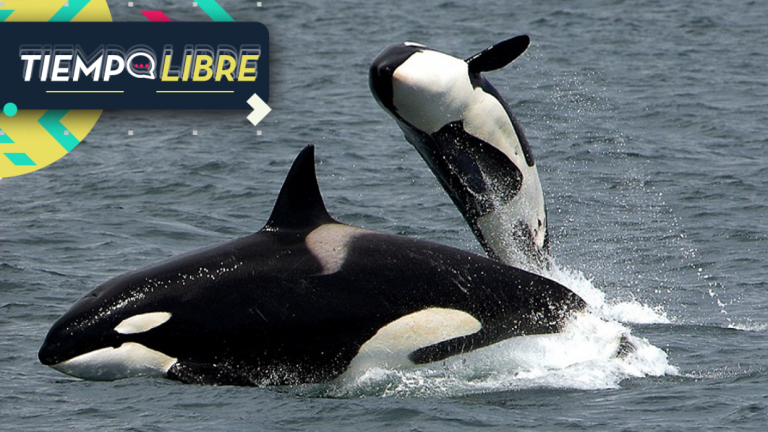 ¡Impactante registro! Orcas son captadas matando a un tiburón blanco por primera vez