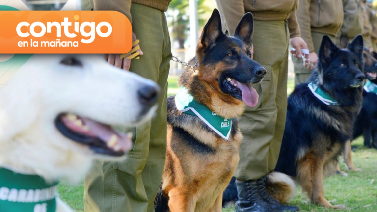 ¡Insólita detención! Perros policiales atraparon a delincuente en el centro de Curicó