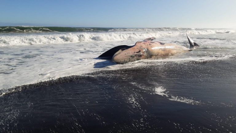 Encuentran ballena fallecida en la costa de Constitución: Sernapesca analiza causa de muerte
