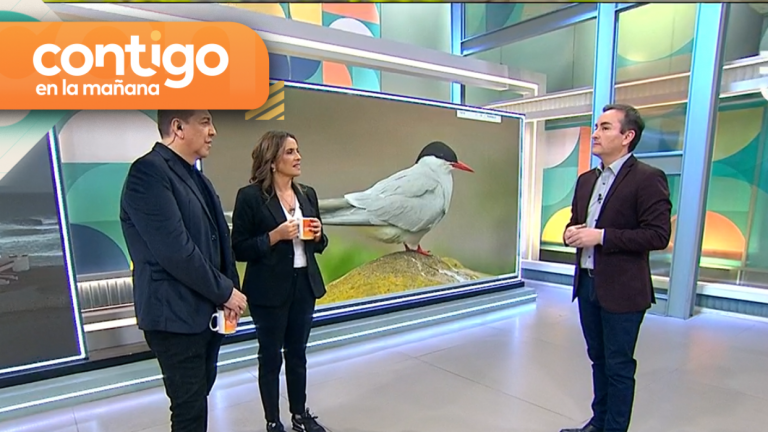 Podría ir y volver tres veces a la luna: Alejandro Sepúlveda sorprendió con datos inéditos del gaviotín ártico