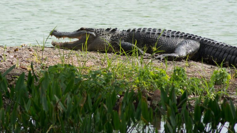 Anciana murió tras caer a un estanque con caimanes por accidente en Florida