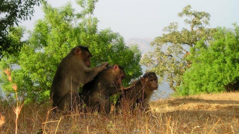 Guagua de cuatro meses murió tras caer desde un techo: Fue arrojada por grupo de monos