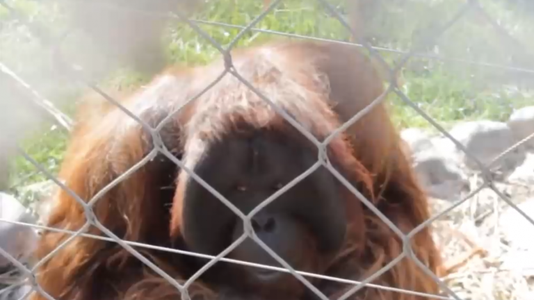 Fundación animalista busca trasladar a orangután del Buin Zoo: Interpusieron un recurso de amparo