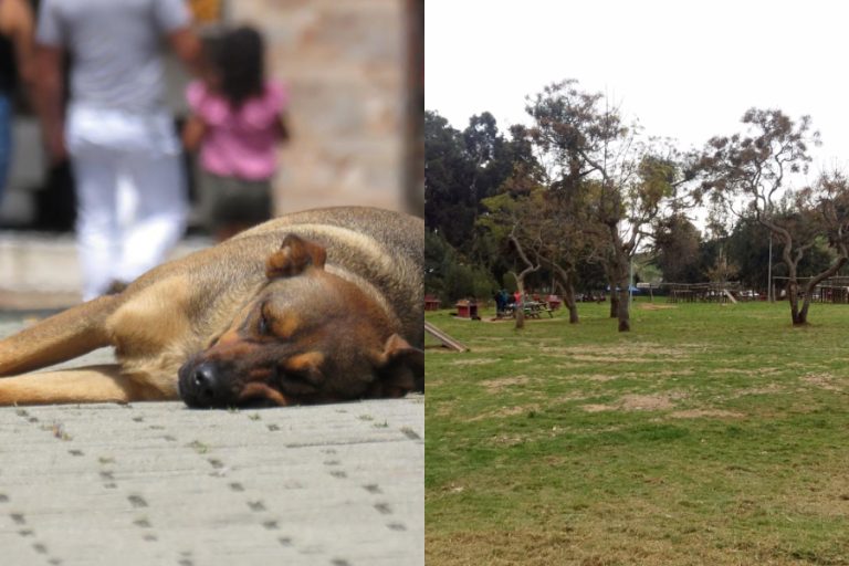 Denuncian la quema de dos perros al interior de un parque en La Serena