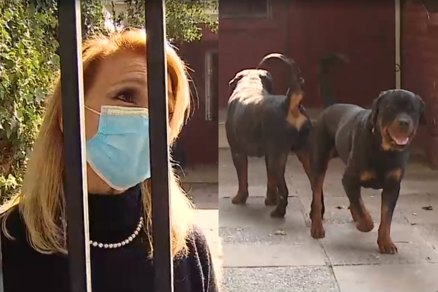 Nina Rott Habla dueña de perros rottweiler que atacaron a niña en La Reina: “Yo ...