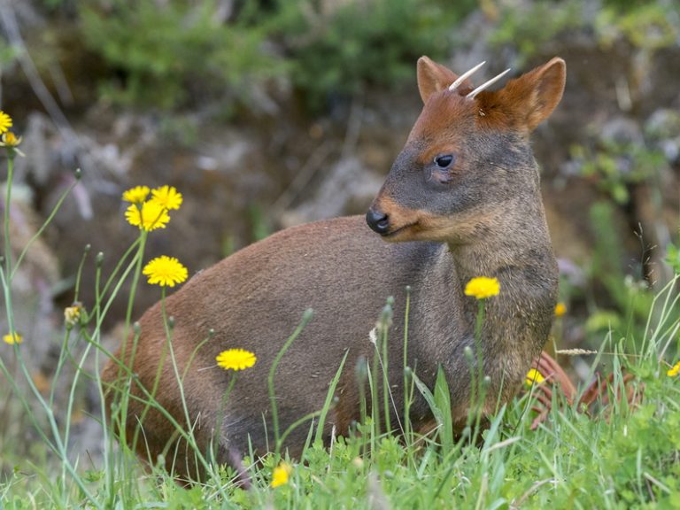 Denuncian muerte de pudú tras presunta golpiza de mujer en la comuna de Dalcahue