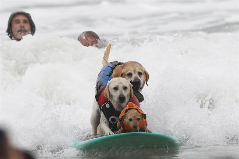 En 4 patas: Perritos sorprenden con su destreza en el Campeonato Mundial de Surf Canino