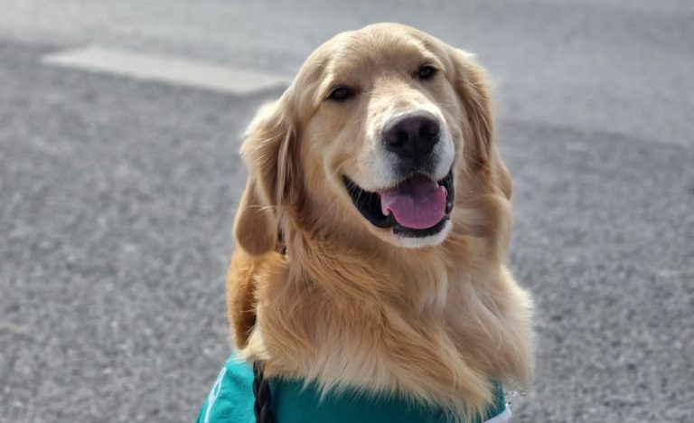 Hombre le pegó una patada a perro policial que detectó que portaba marihuana en el bus