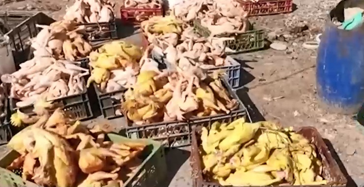 Sin protocolos sanitarios ni permisos: Desbaratan gran red de venta ilegal de pollos