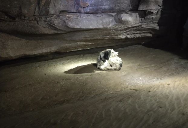 Perrita había desaparecido meses atrás y fue encontrada en una cueva a 100 metros de profundidad