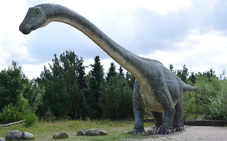 Perijasaurus lapaz, el dinosaurio colombiano que recién se pudo identificar y fue descubierto hace 80 años