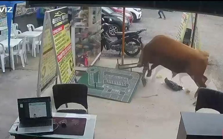 Registran a toro suelto en plena vía pública que causó pánico en Perú: Hirió a dos personas